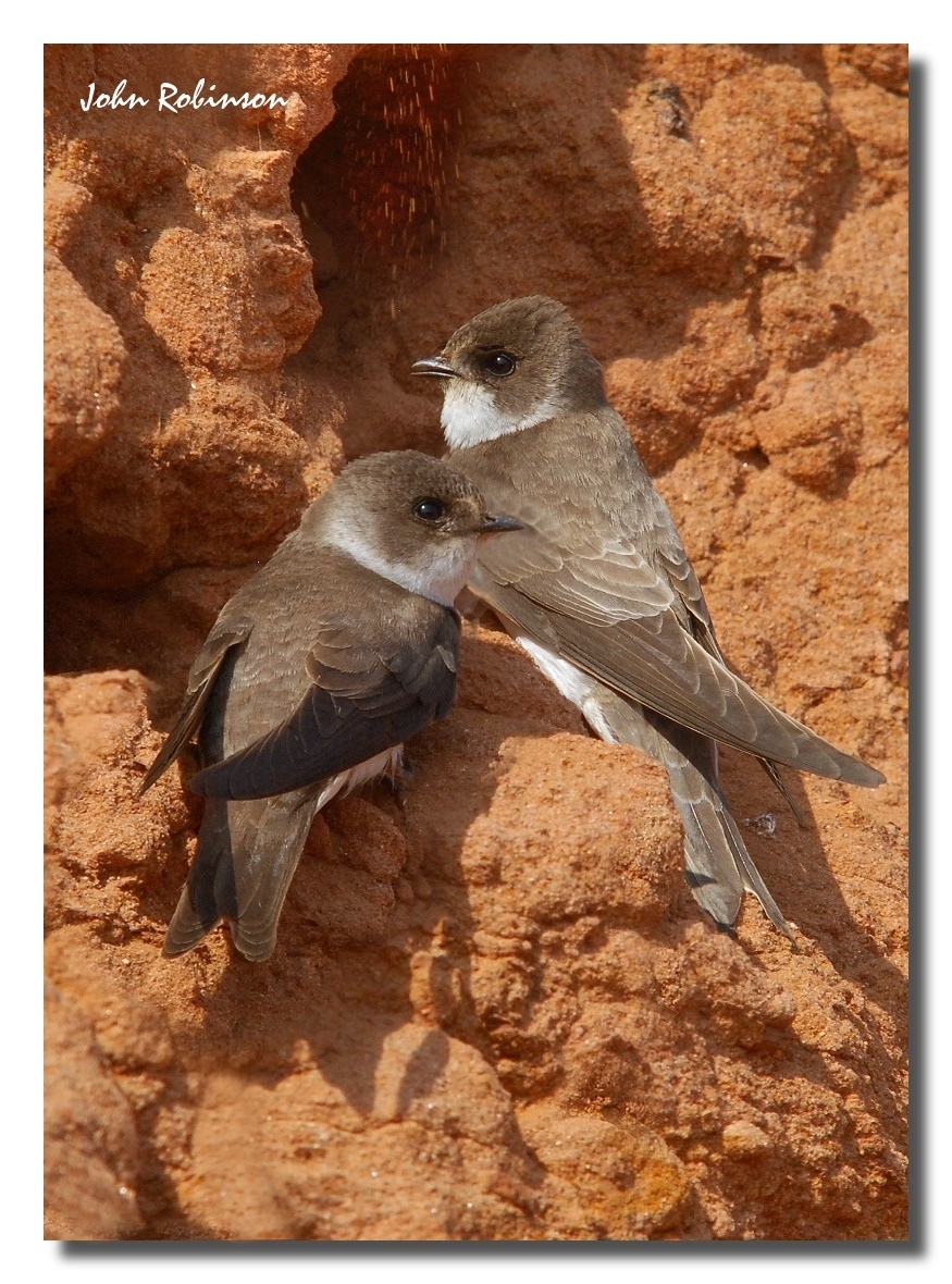 Sand Martins