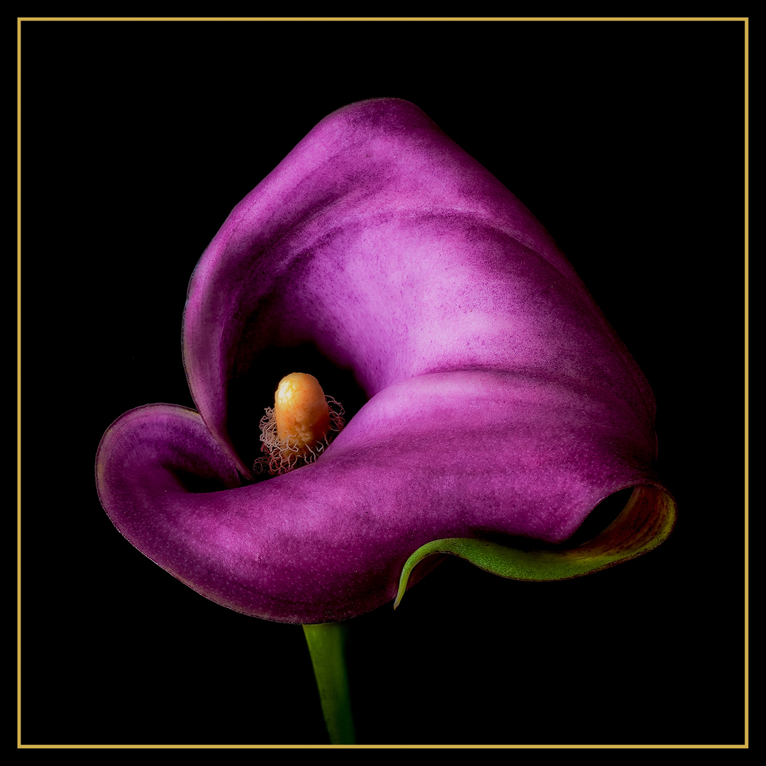 Calla
