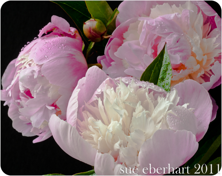 Rain and Peonies