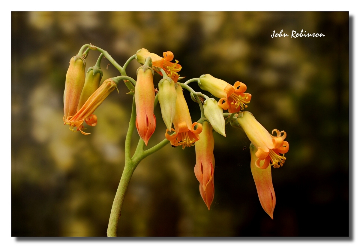 Kalanchoe spp. ?
