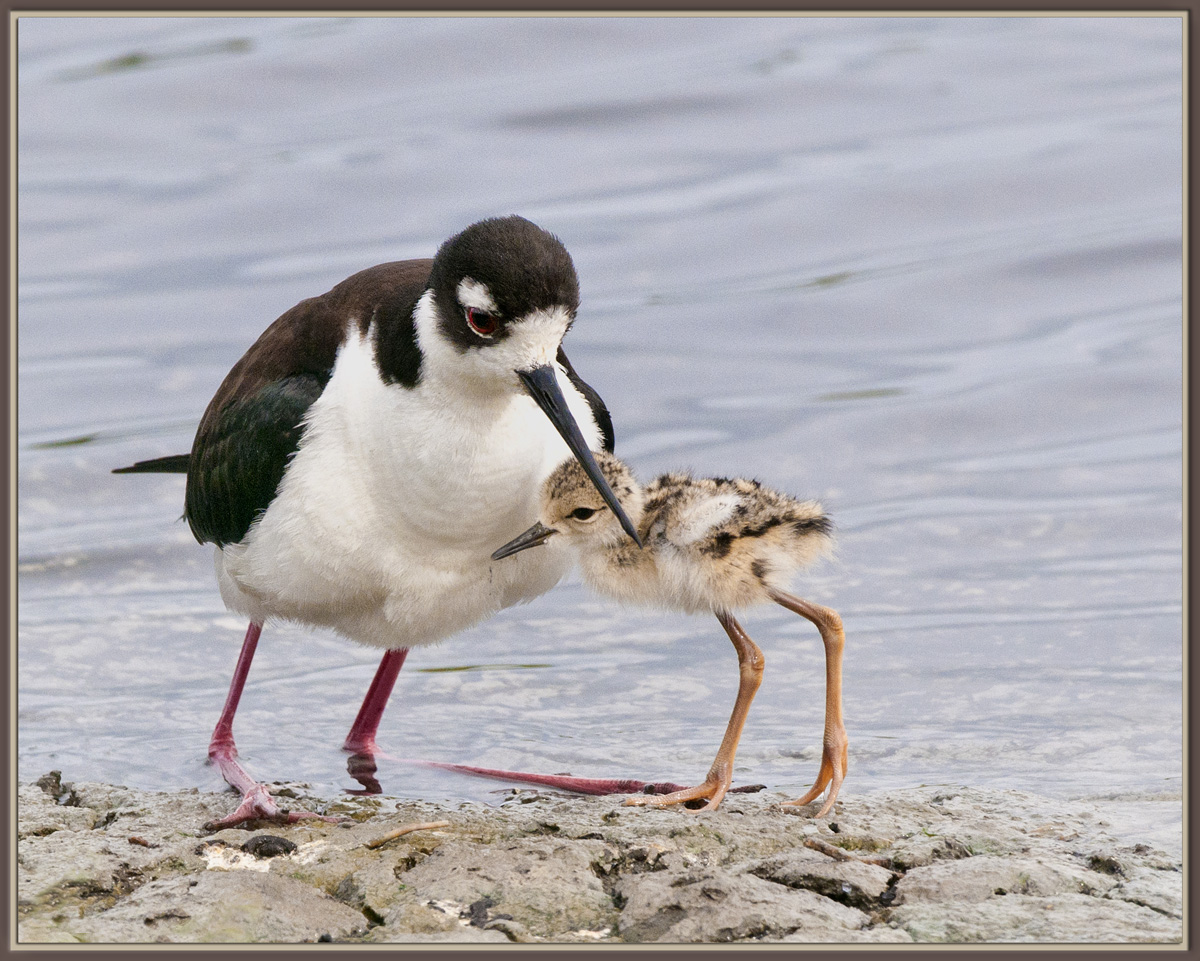First Steps - Baby Stilt