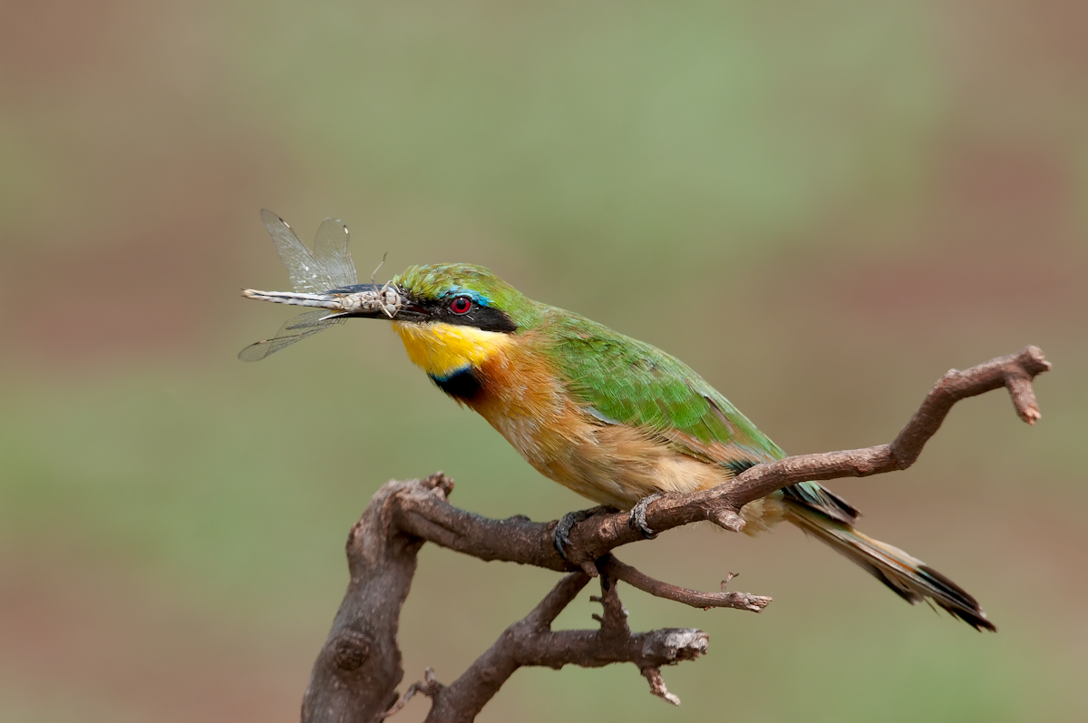 Little Bee-eater & Catch