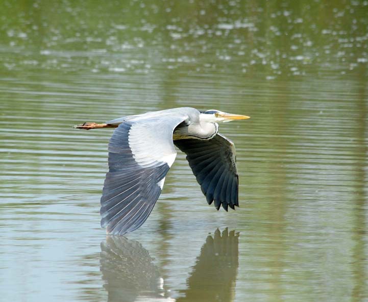 Grey Heron