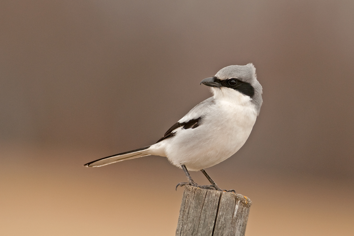 Loggerhead Shrike