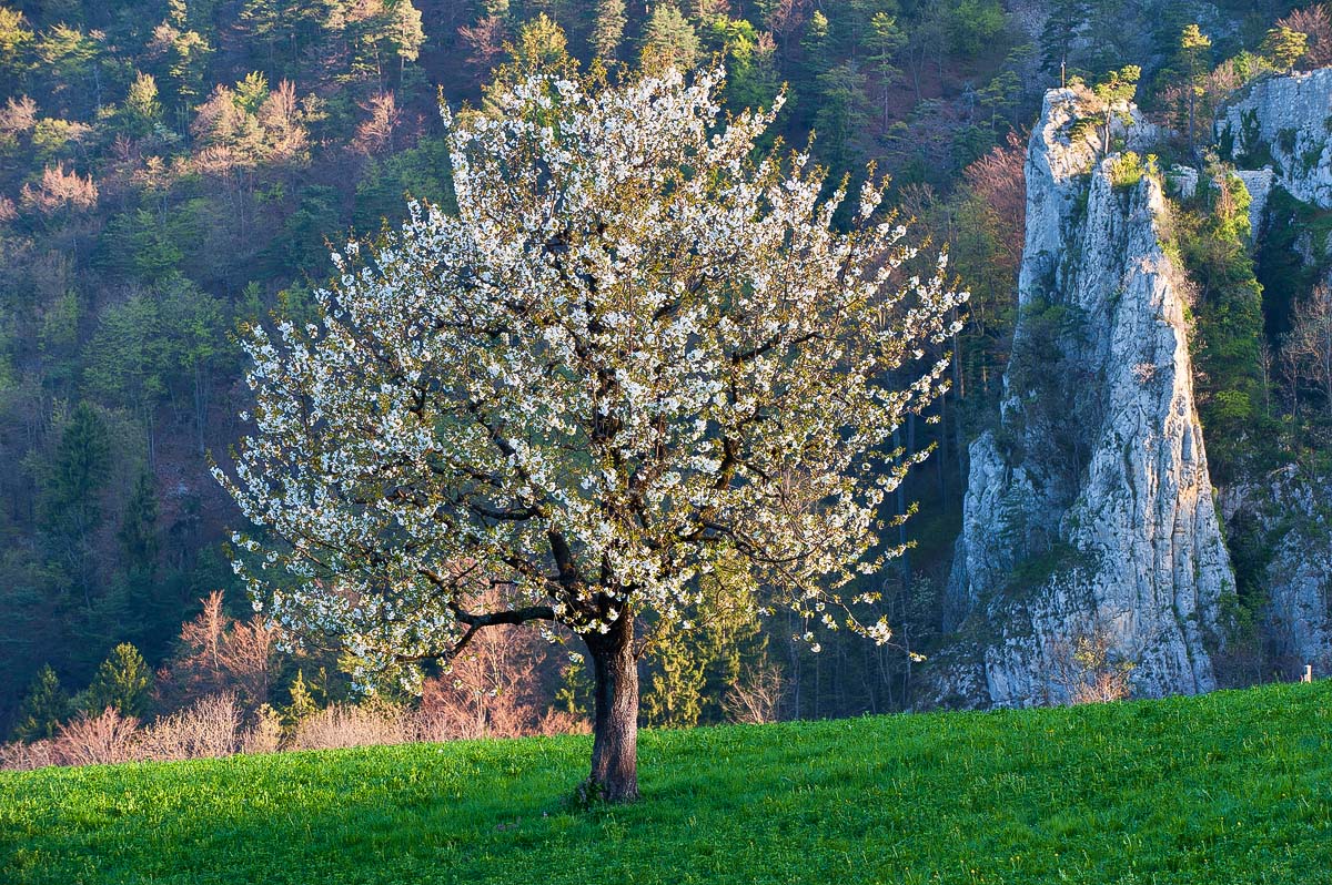 Spring