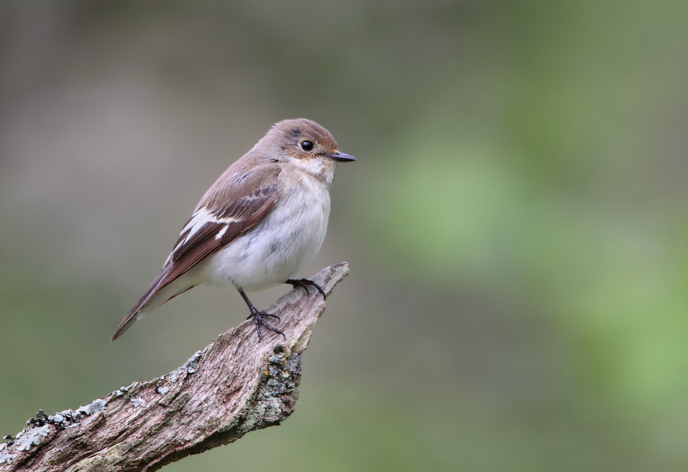 Pied Flycatcher