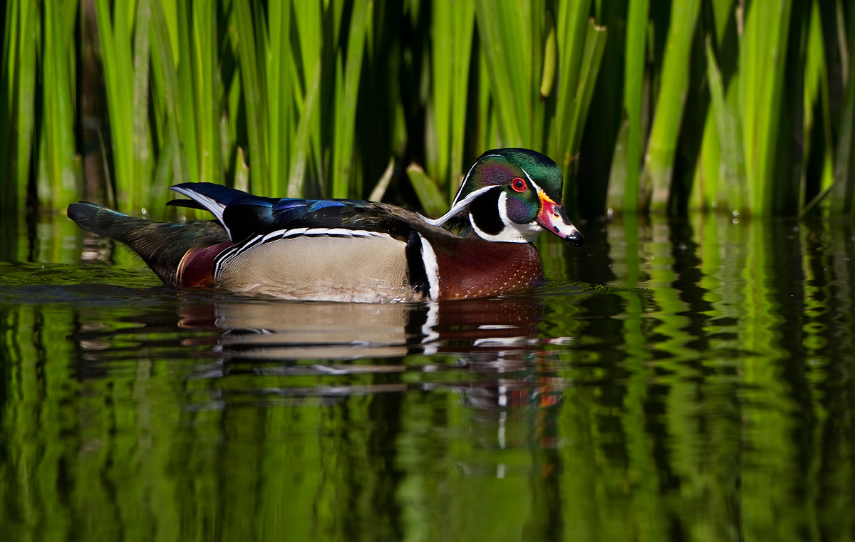 Wood Duck