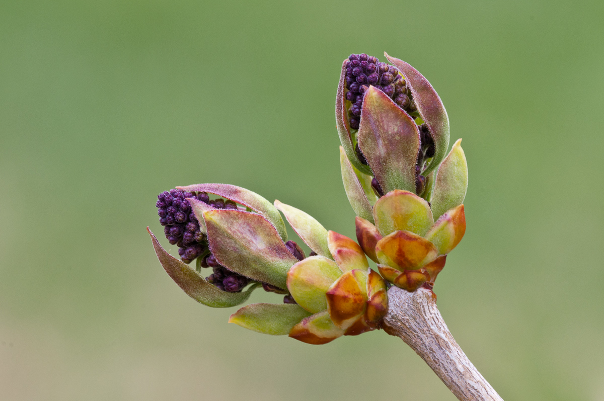 Lilacs Re-Awakening