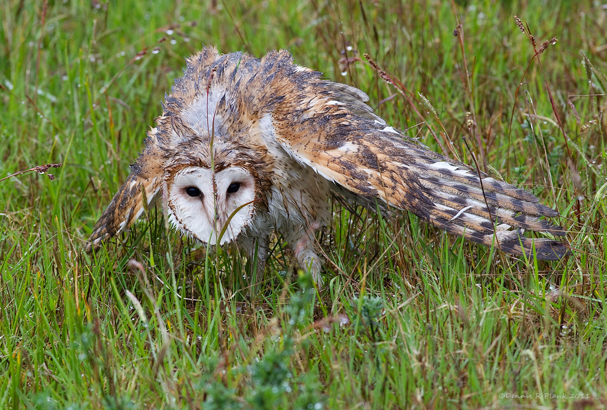 Barn Owl