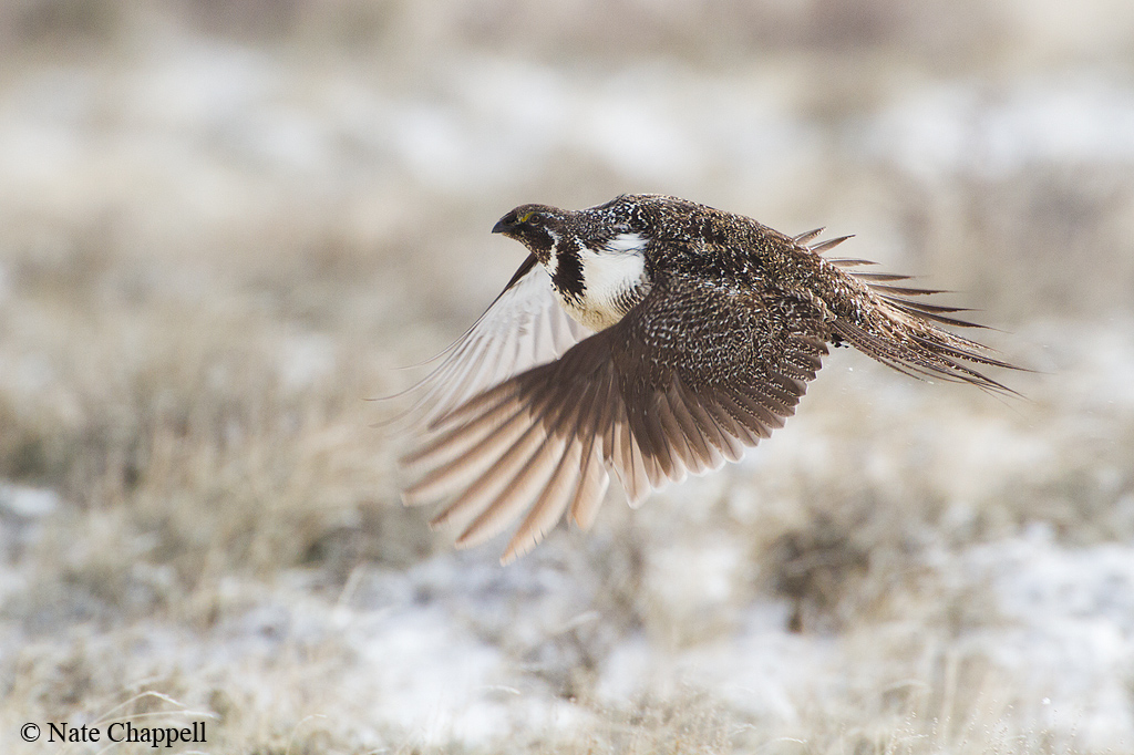 Sage Grouse