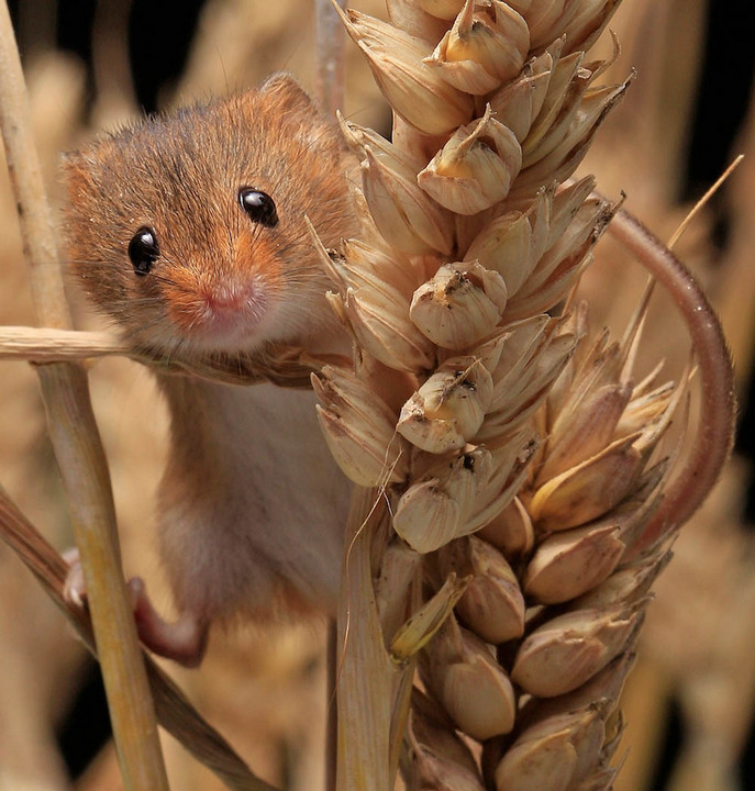 Harvest Mouse