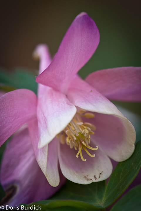 Columbine