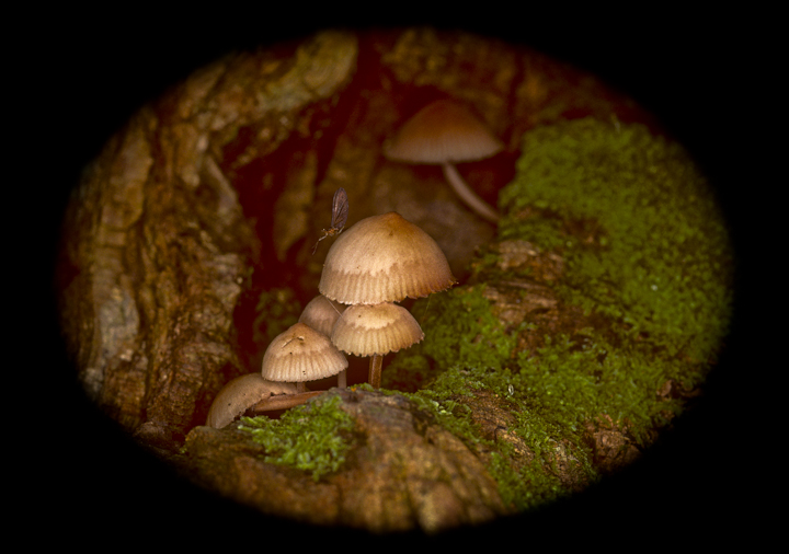 wc#483 microshrooms