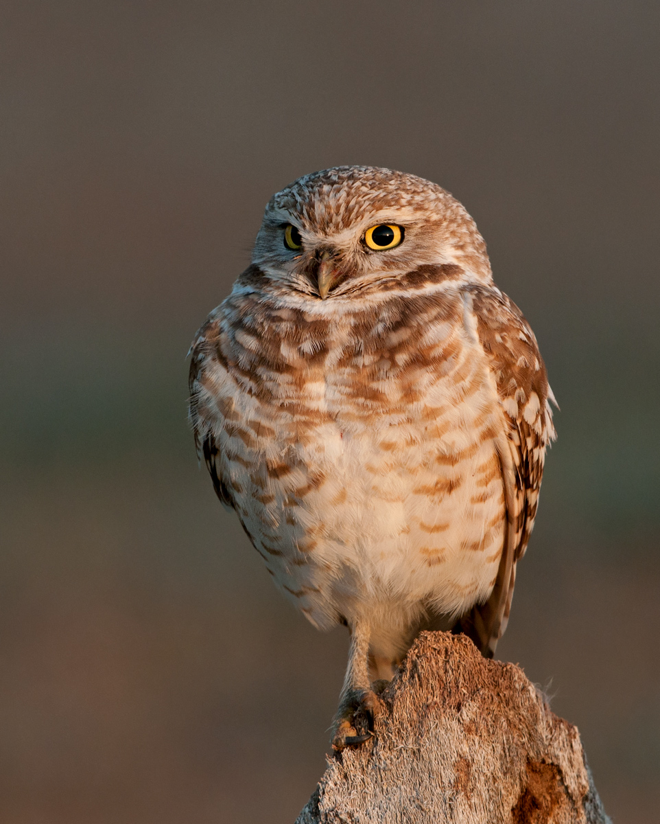 Burrowing Owl Sunrise