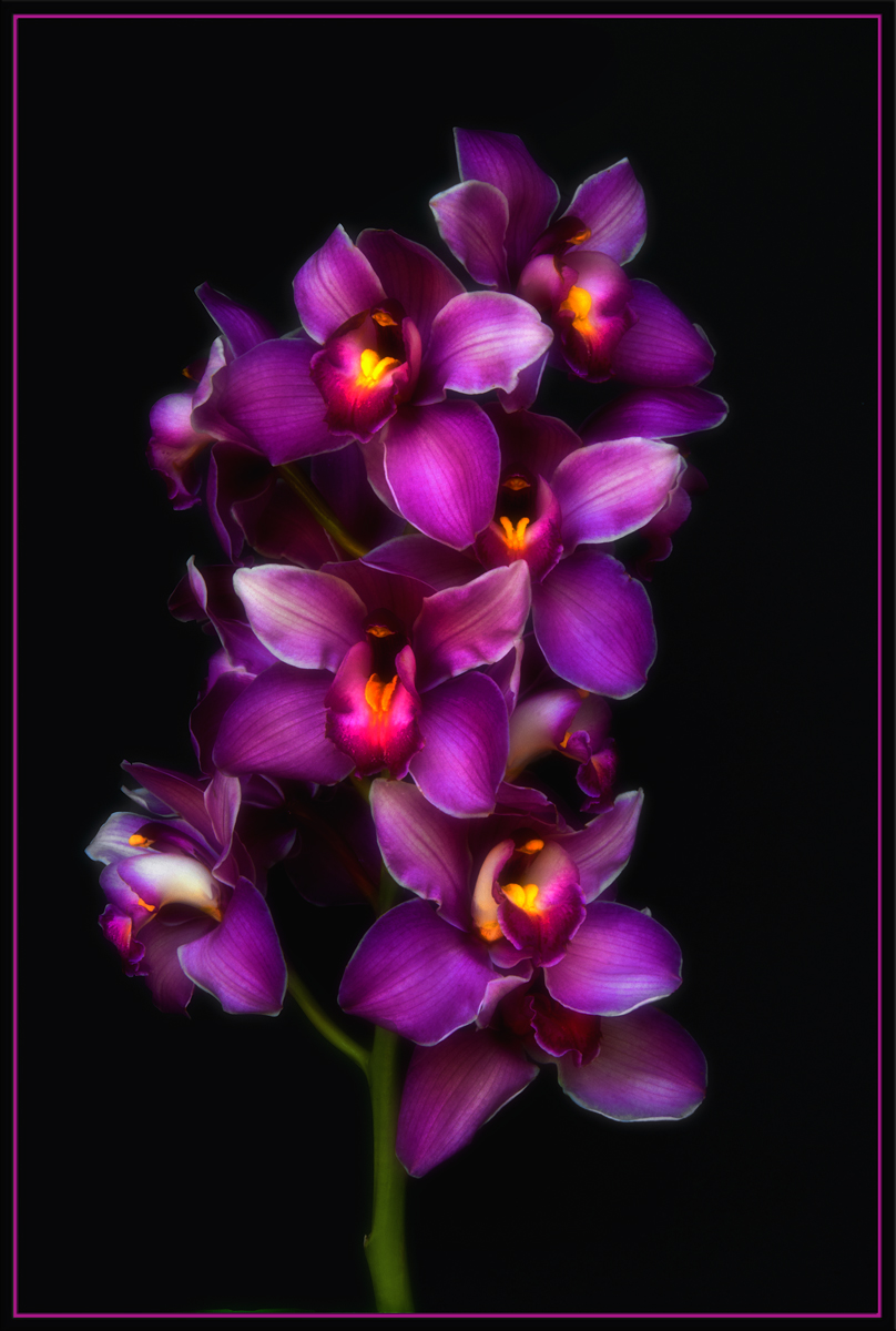 Orchids