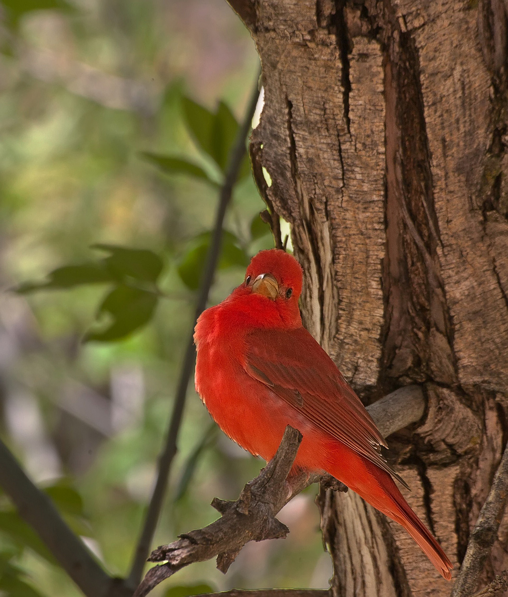 Summer Tanager