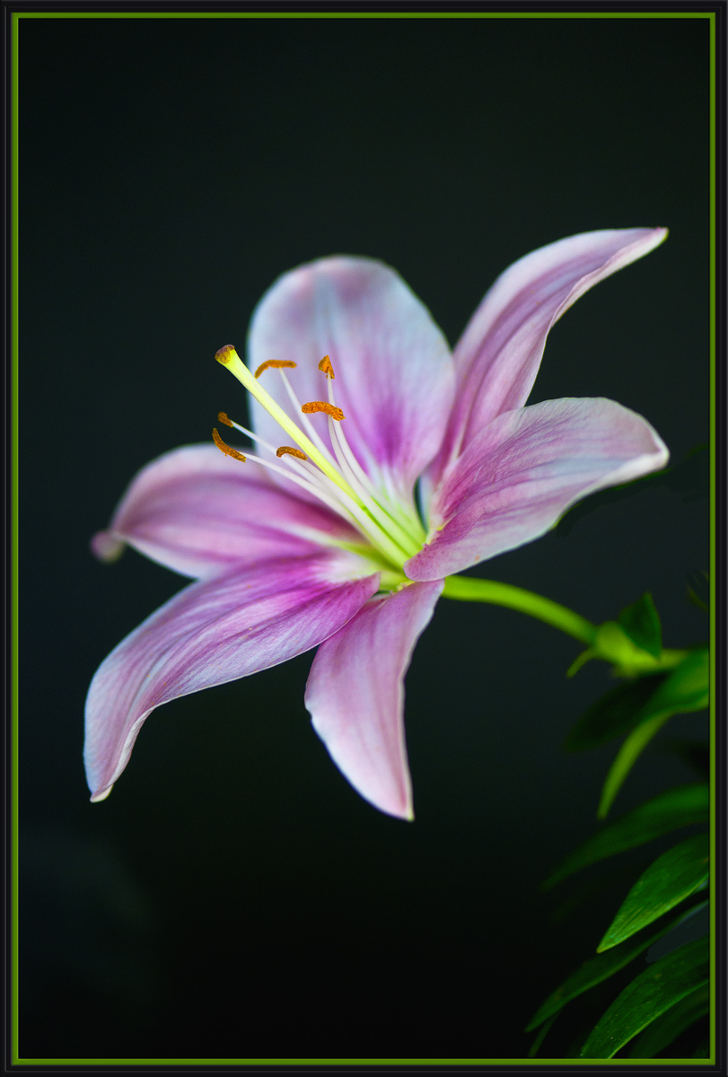 Lily 42