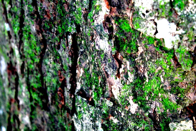 Mossy Tree Trunk