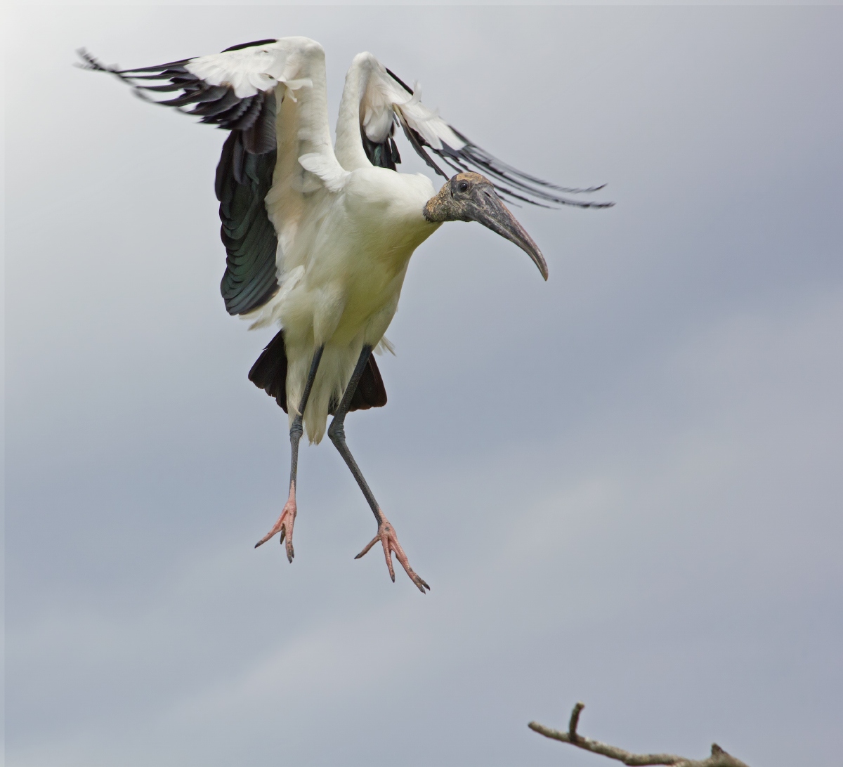 Wood Stork
