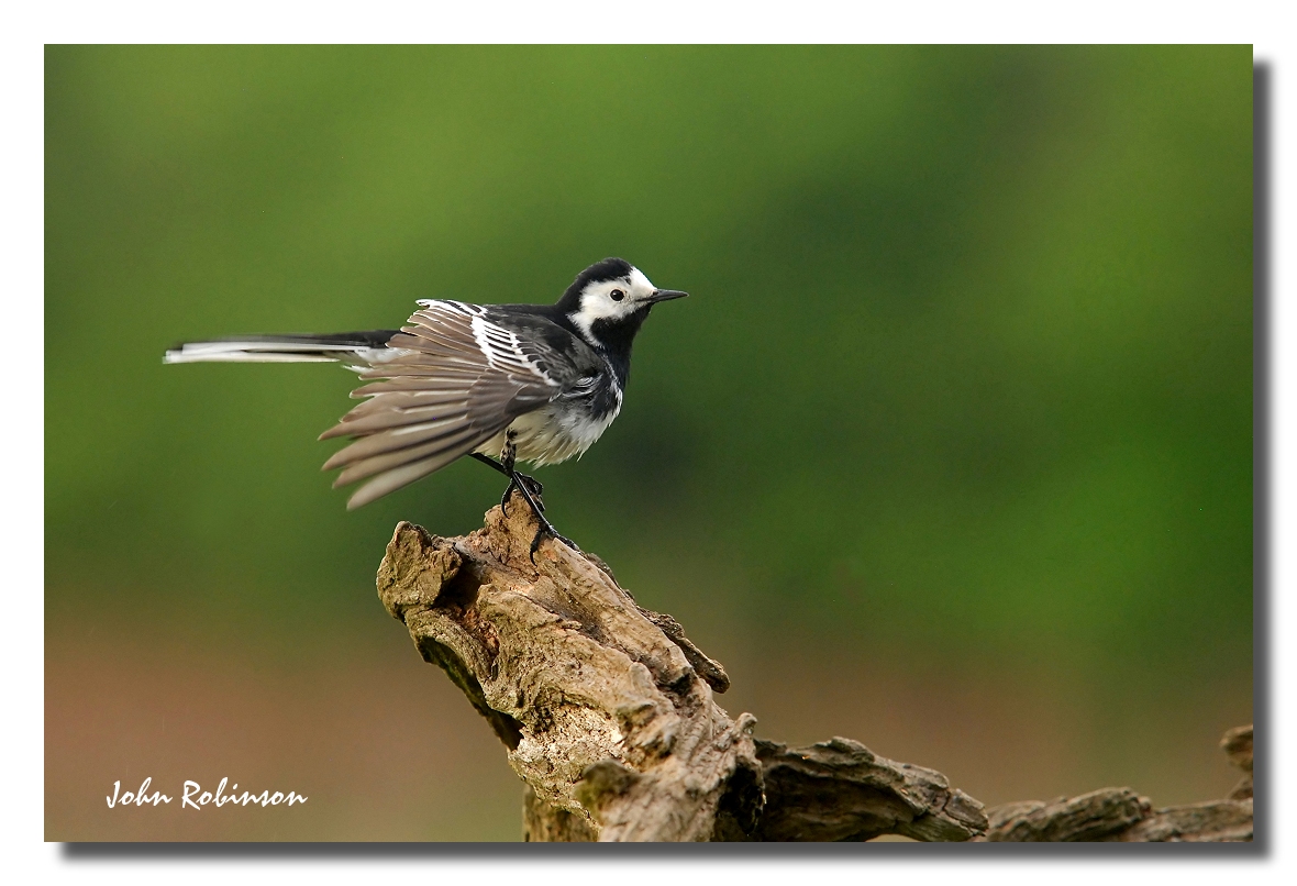 Pied wagtail