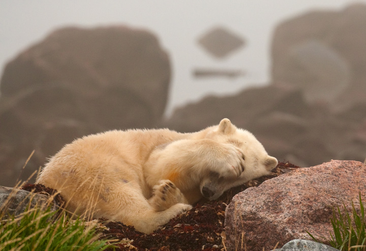 Bears and mosquitoes