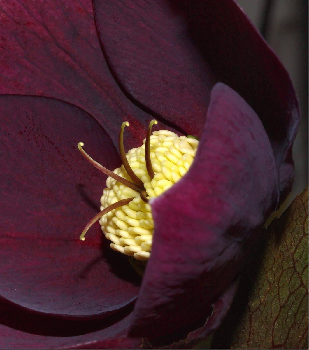 Deep Purple Helebore