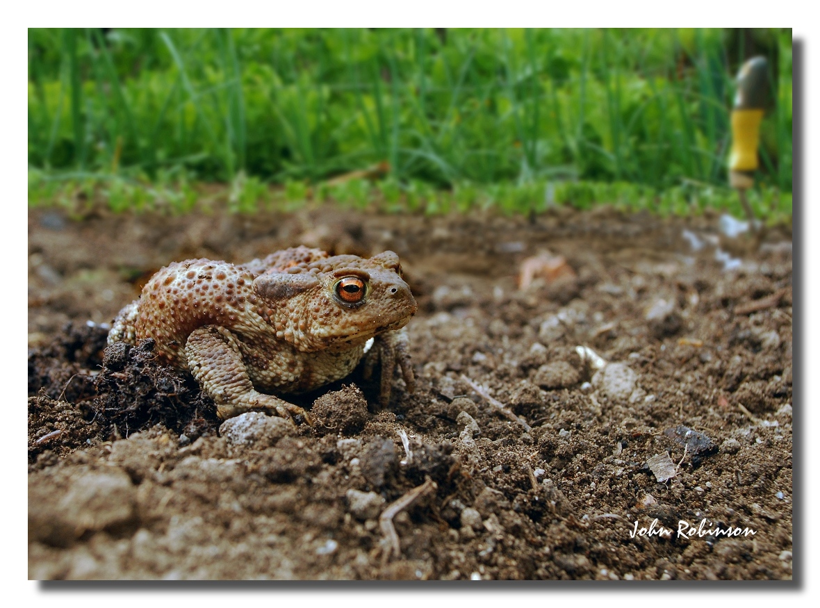 Garden Toad