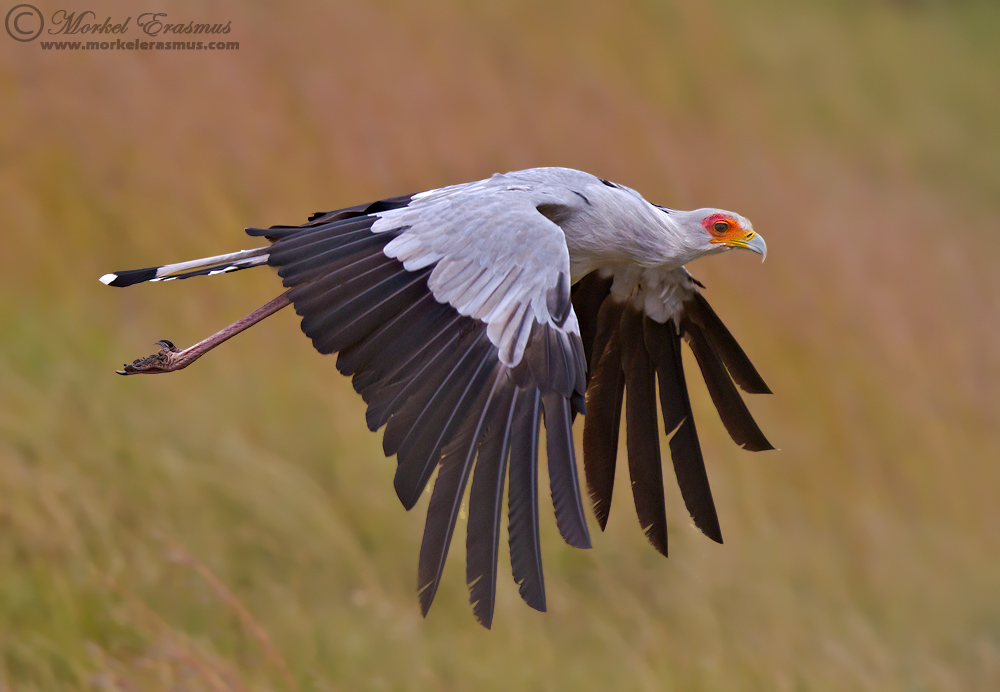 Secretary Bird in flight