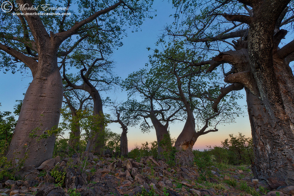 Baobab Morning