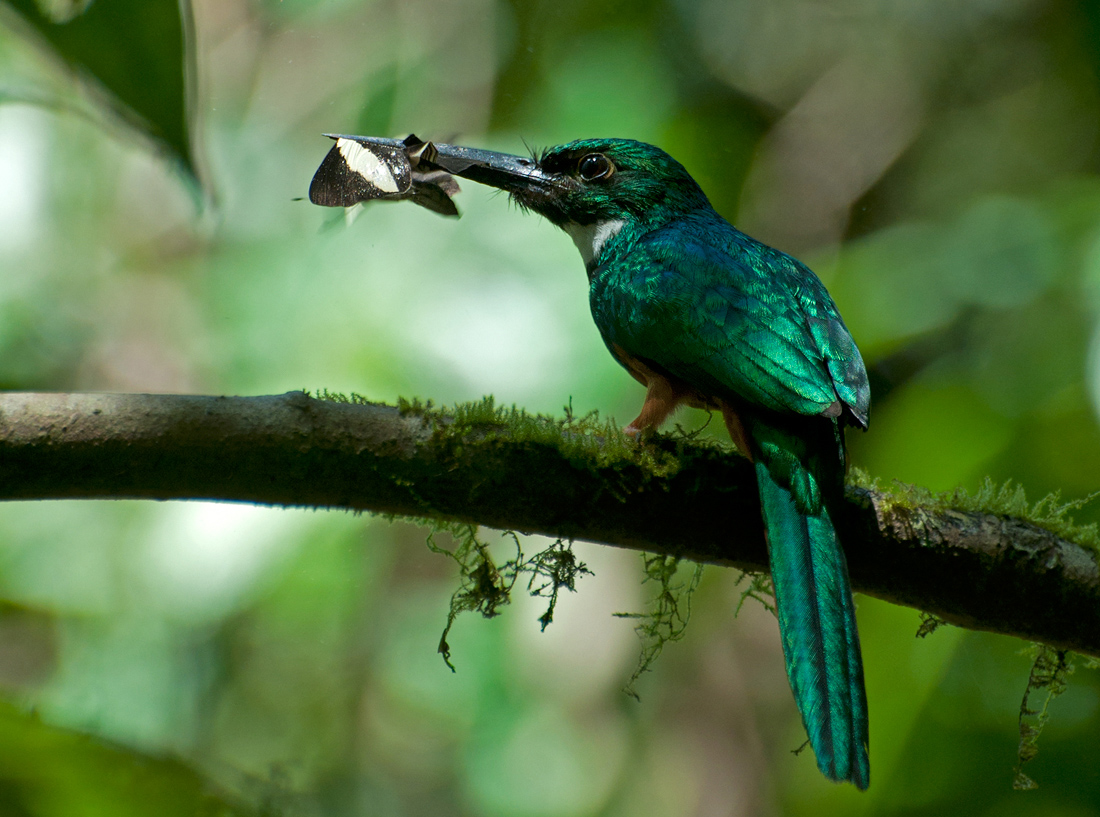 Rufous-tailed Jacamar