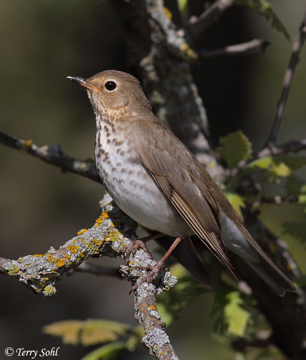 Swainson's Thrush