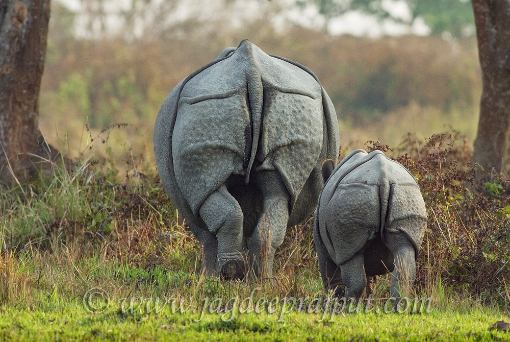Rhino & young one