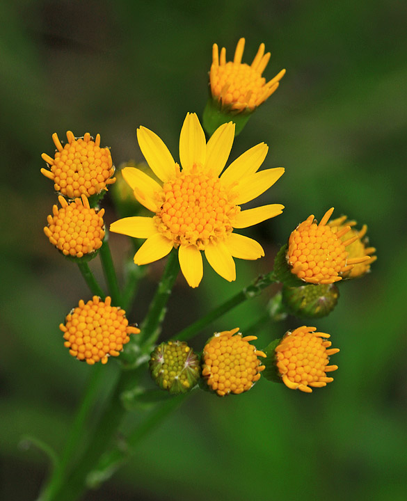 Ragwort wild flowers