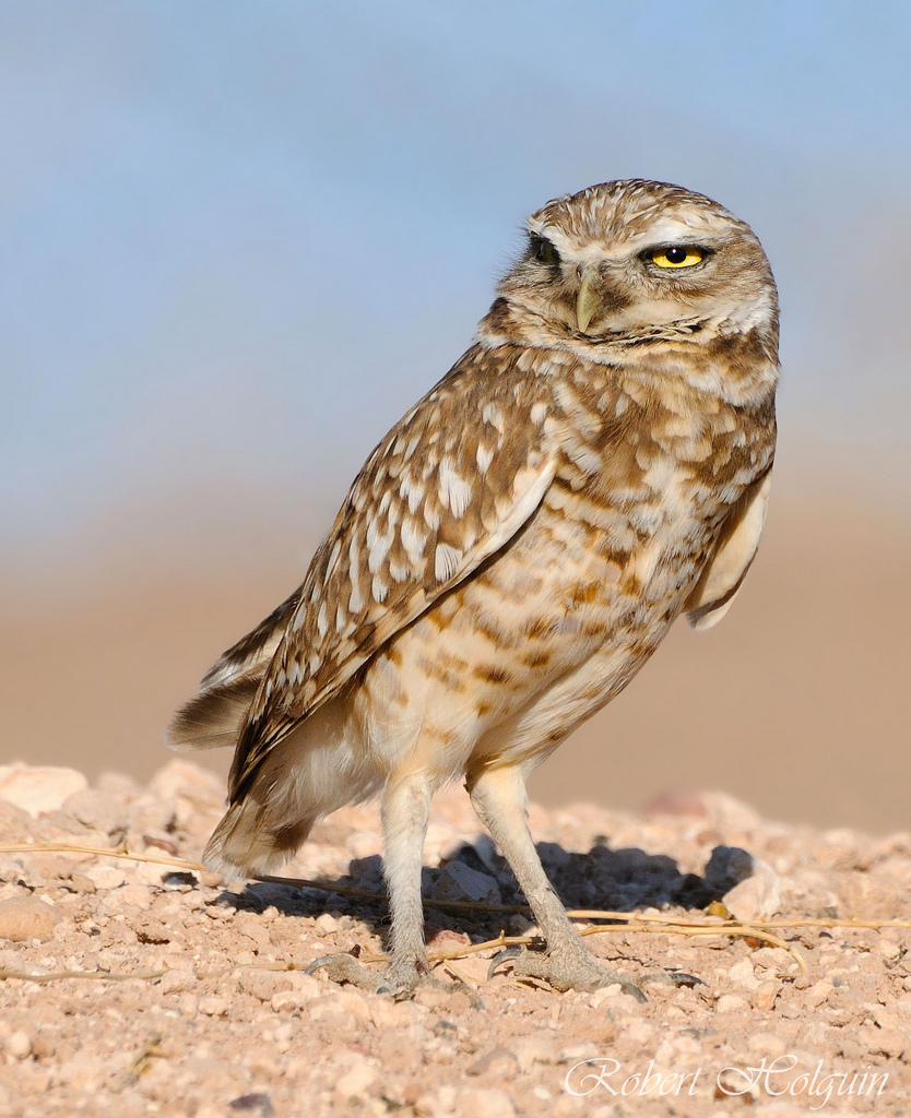 Burrowing Owl