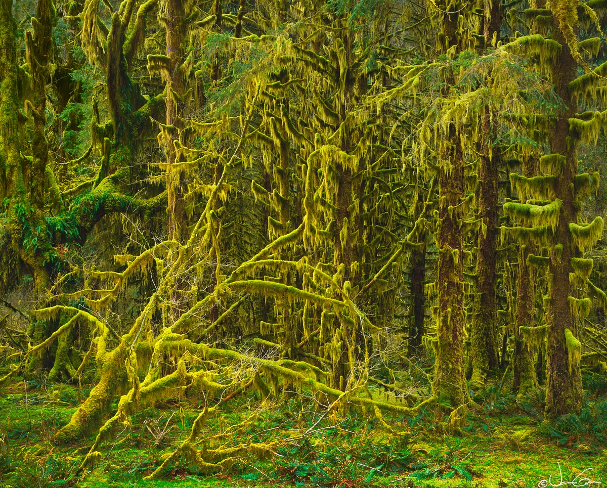 Hoh Rainforest