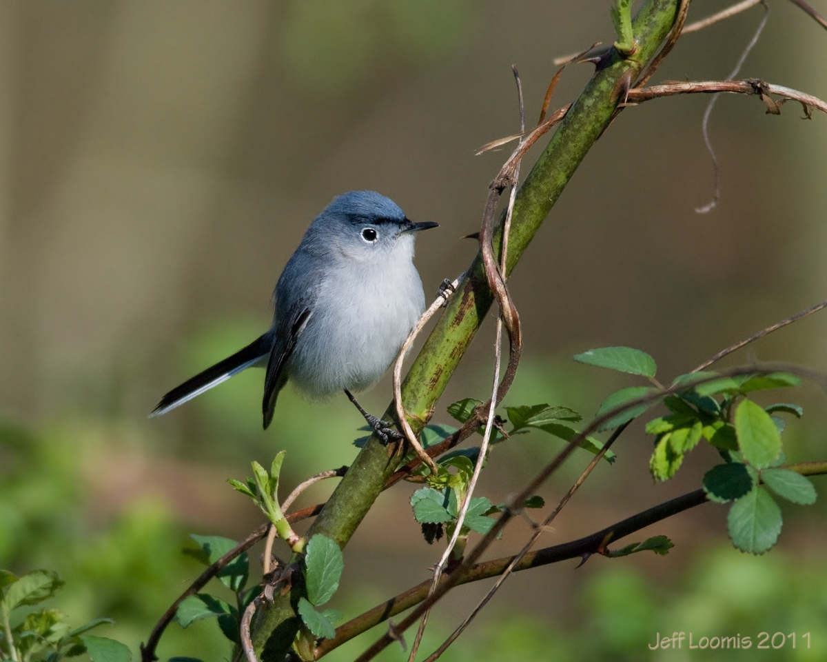 Blue-gray Gnatcatcher