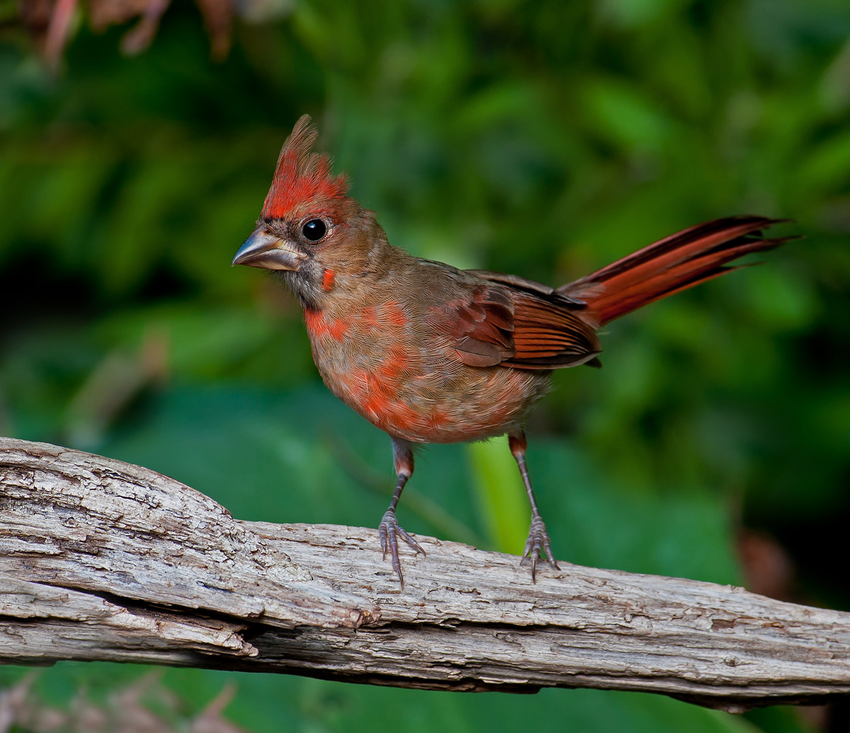 Northern Cardinal