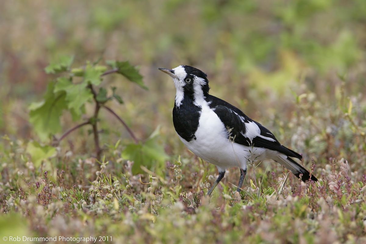 Magpie-lark