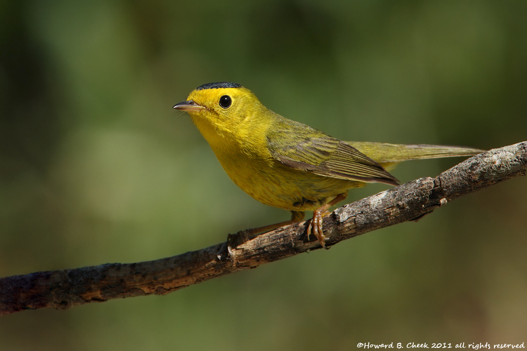 Wilson's Warbler