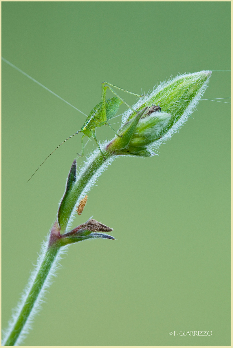 Katydid