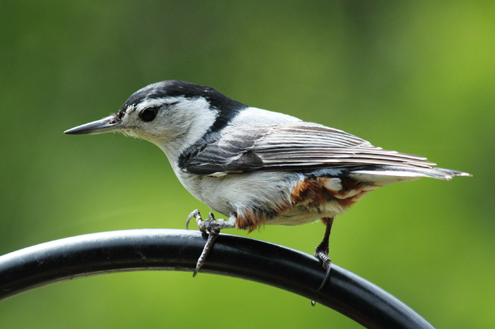 Nuthatch