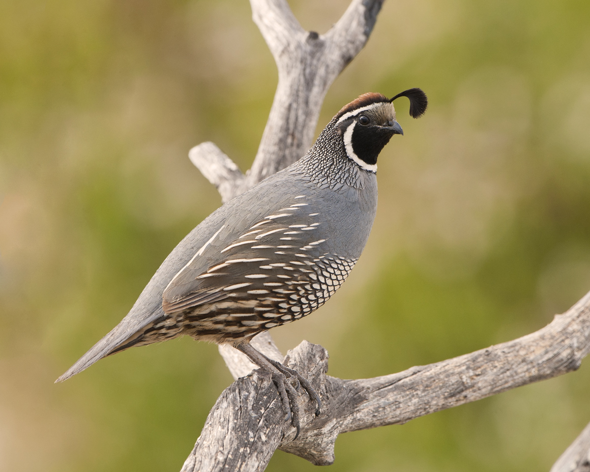 California Quail