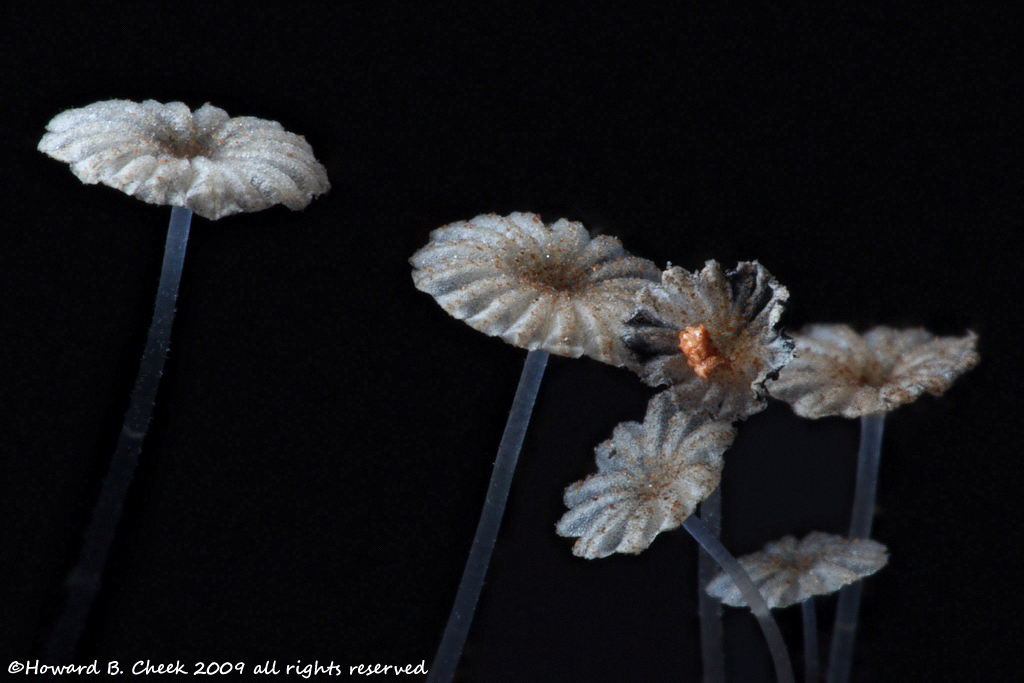 Fruiting Parasol Fungi