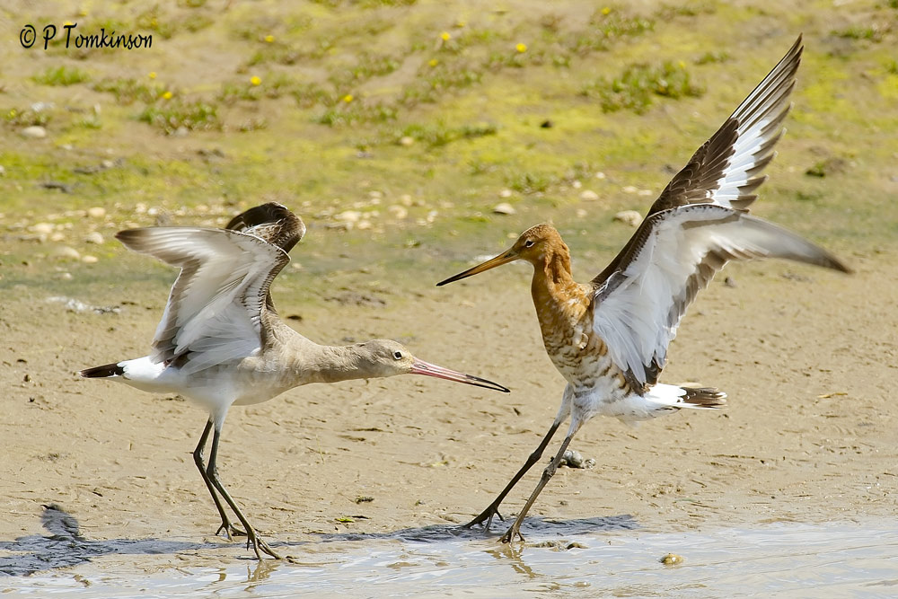 Black-Tailed Godwit