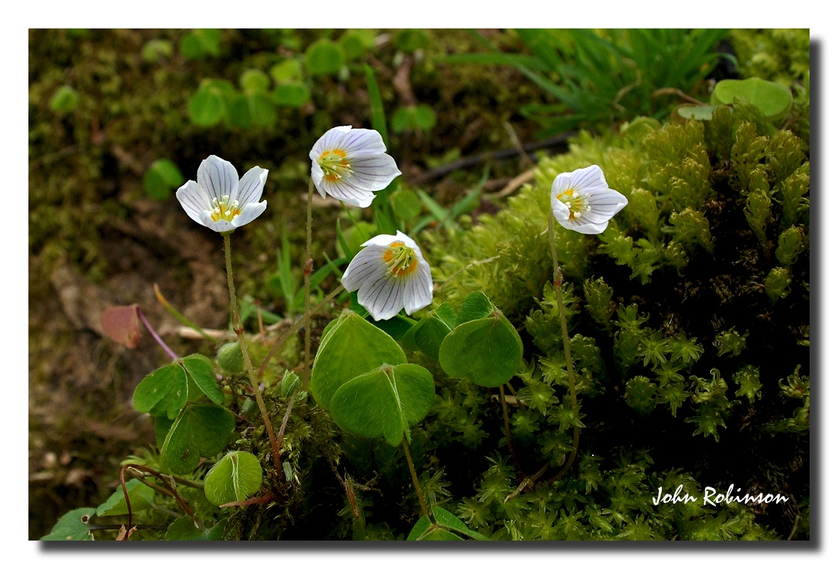 Wood Sorrel