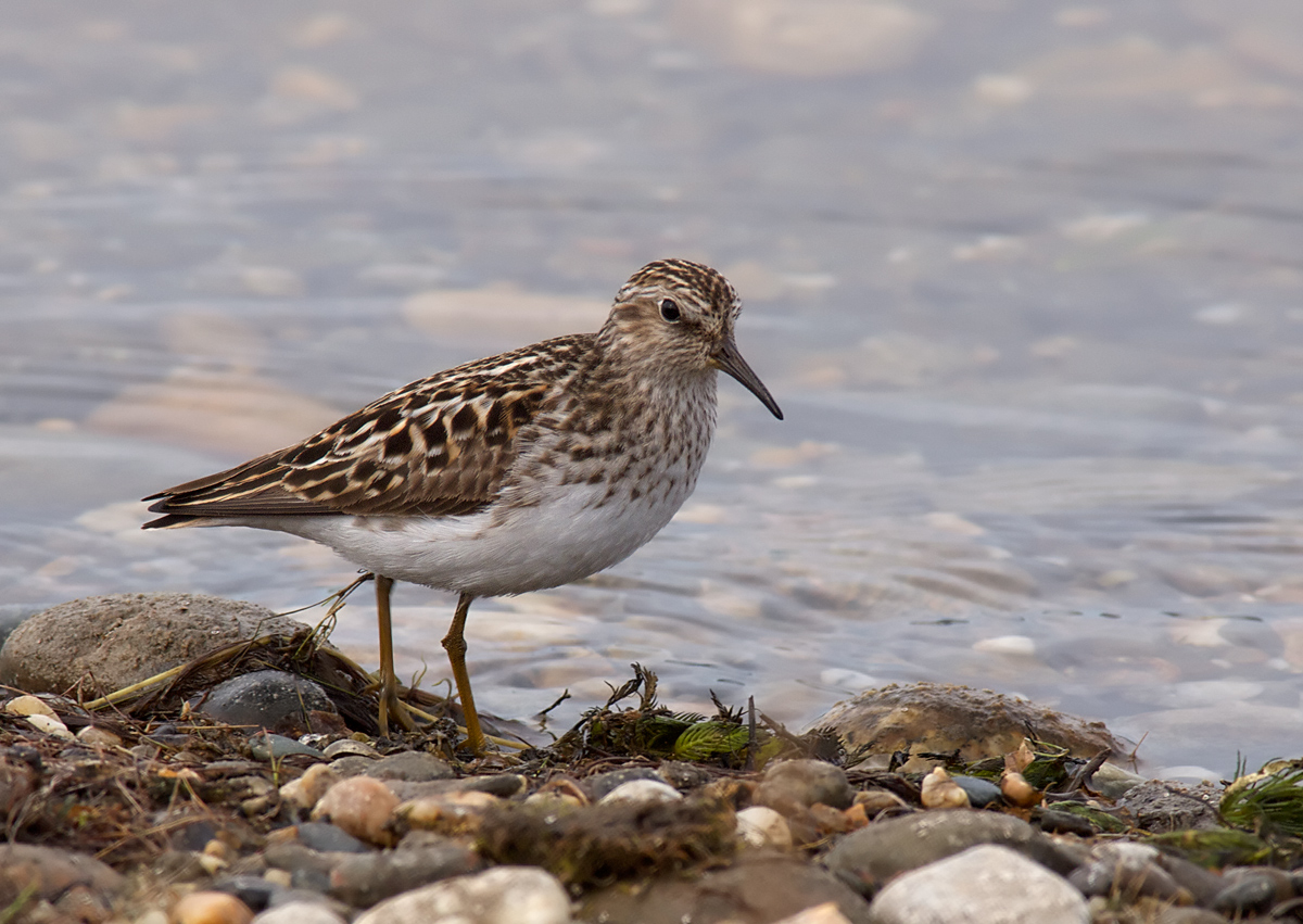 Pectoral Sandpiper