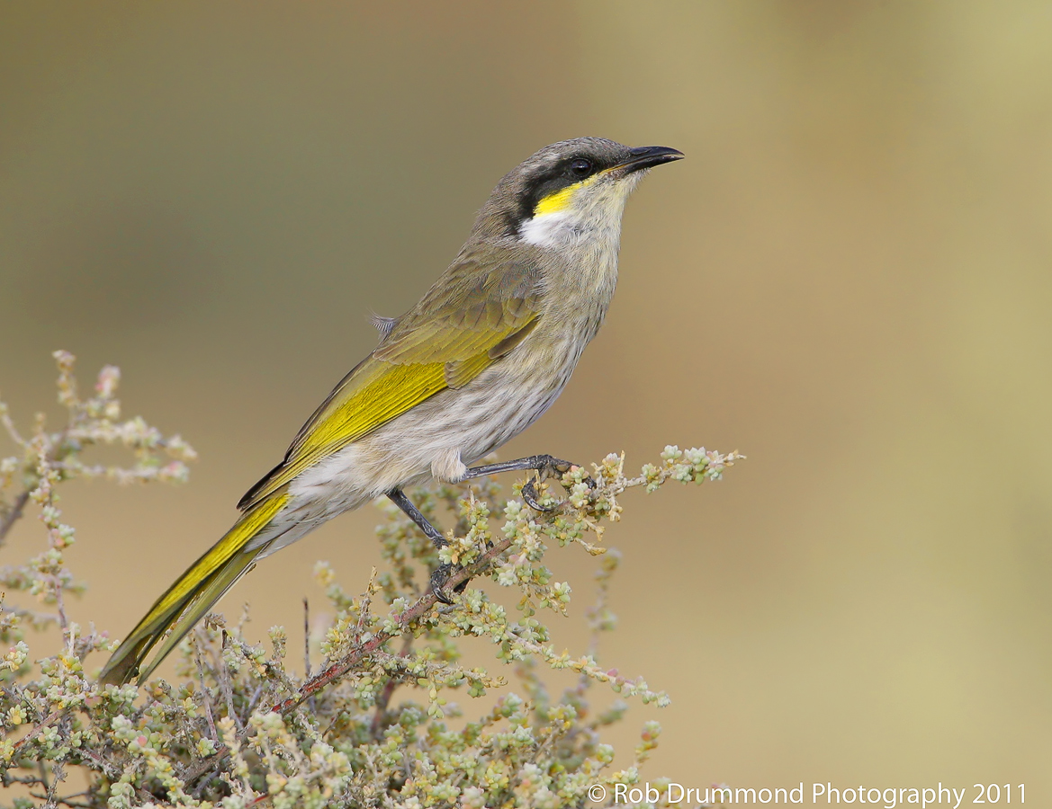 Singing Honeyeater