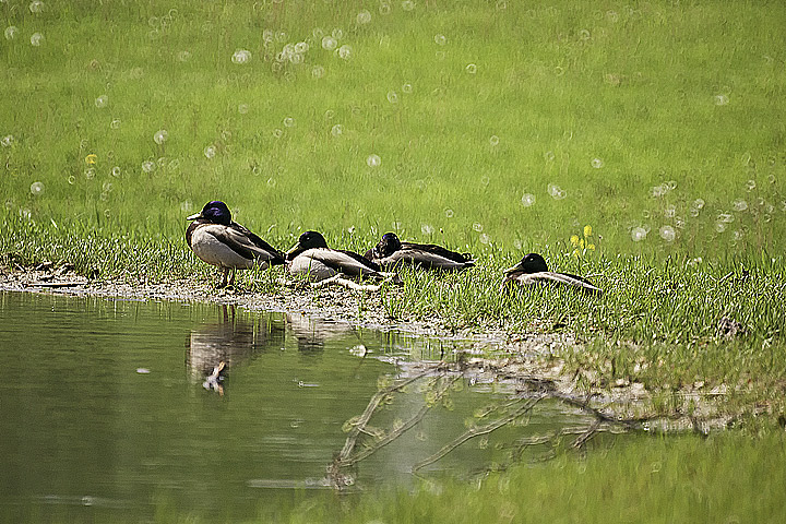 Beach Ducks