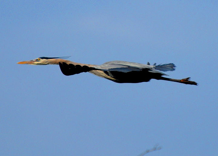 Great Blue Heron flight