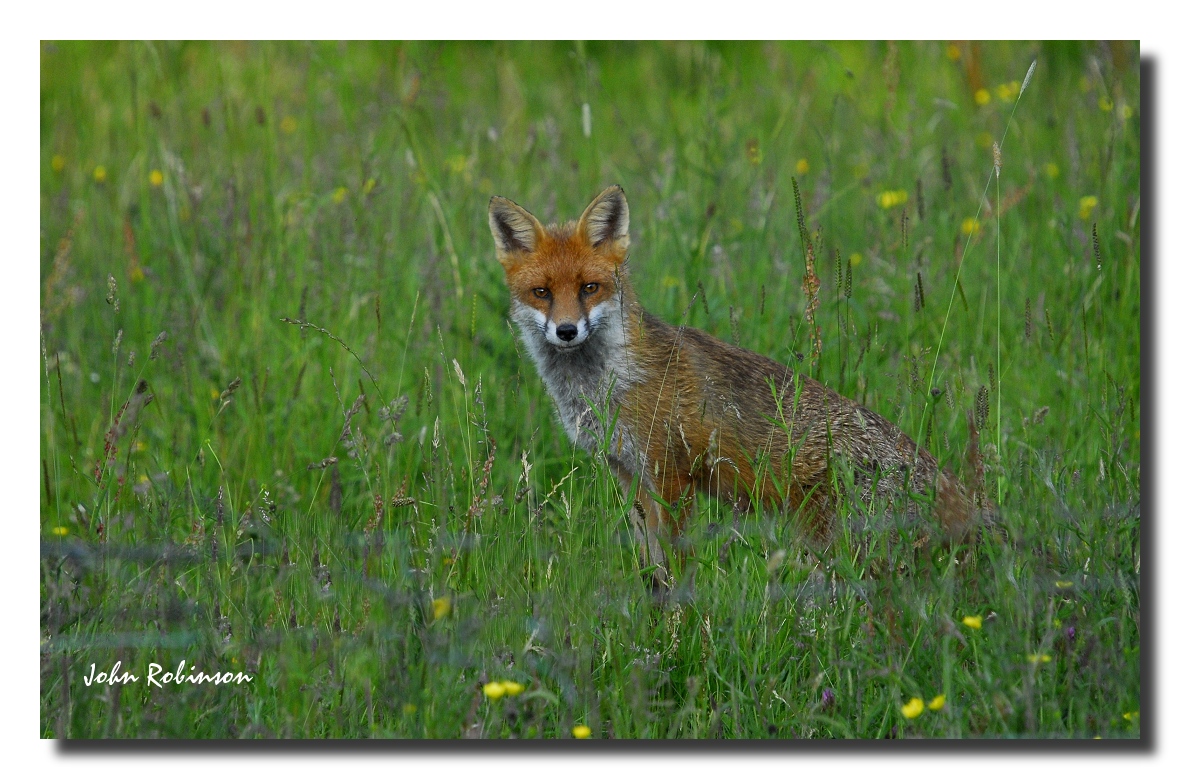 Red Fox